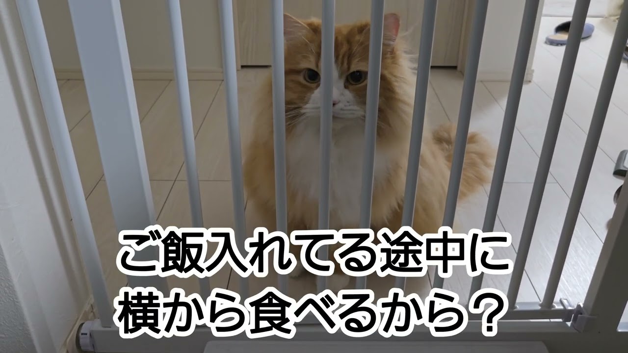 食事の時のマナー？そんなの知りませんがな