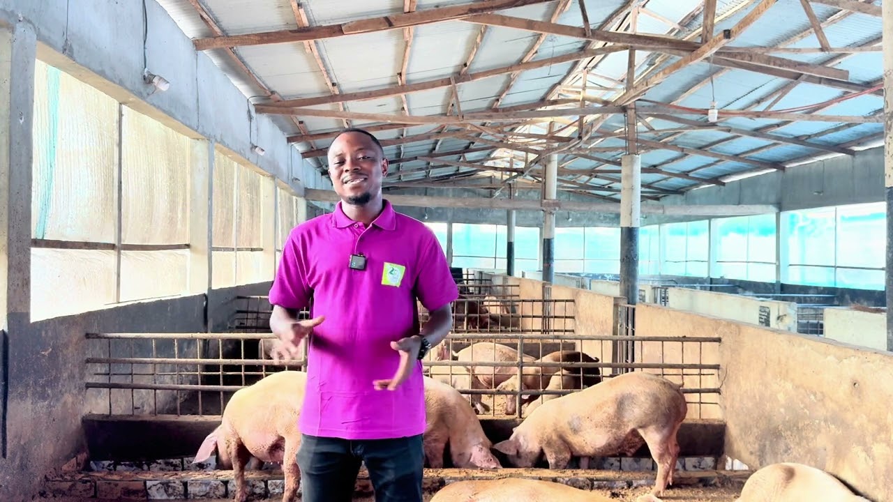 Formulation alimentaire en porciculture : la clé d’un élevage rentable.