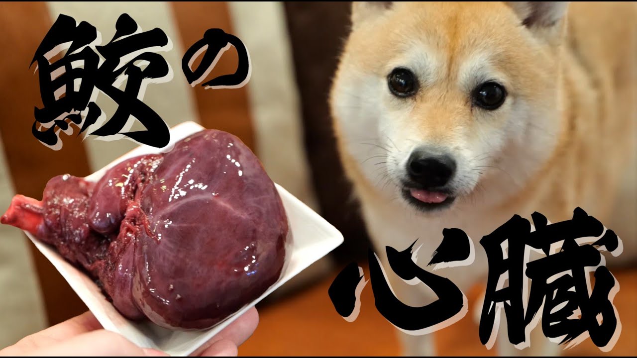 サメの心臓を食べる柴犬
