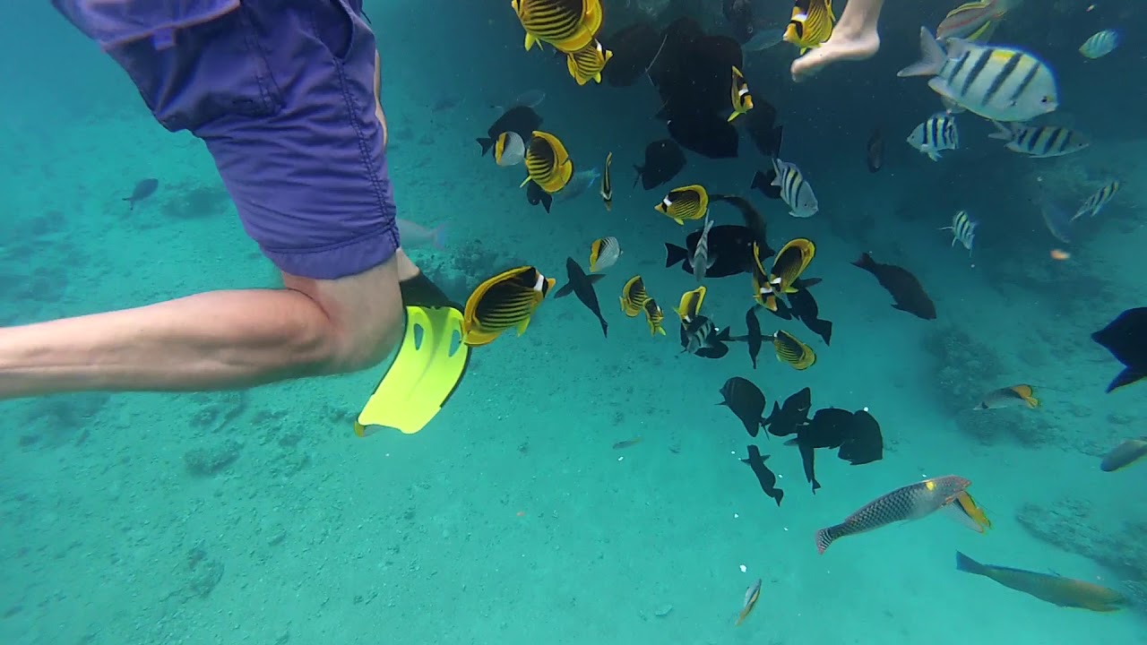 Hotel Concorde El Salam. Sharm El Sheikh. White Knight Beach.