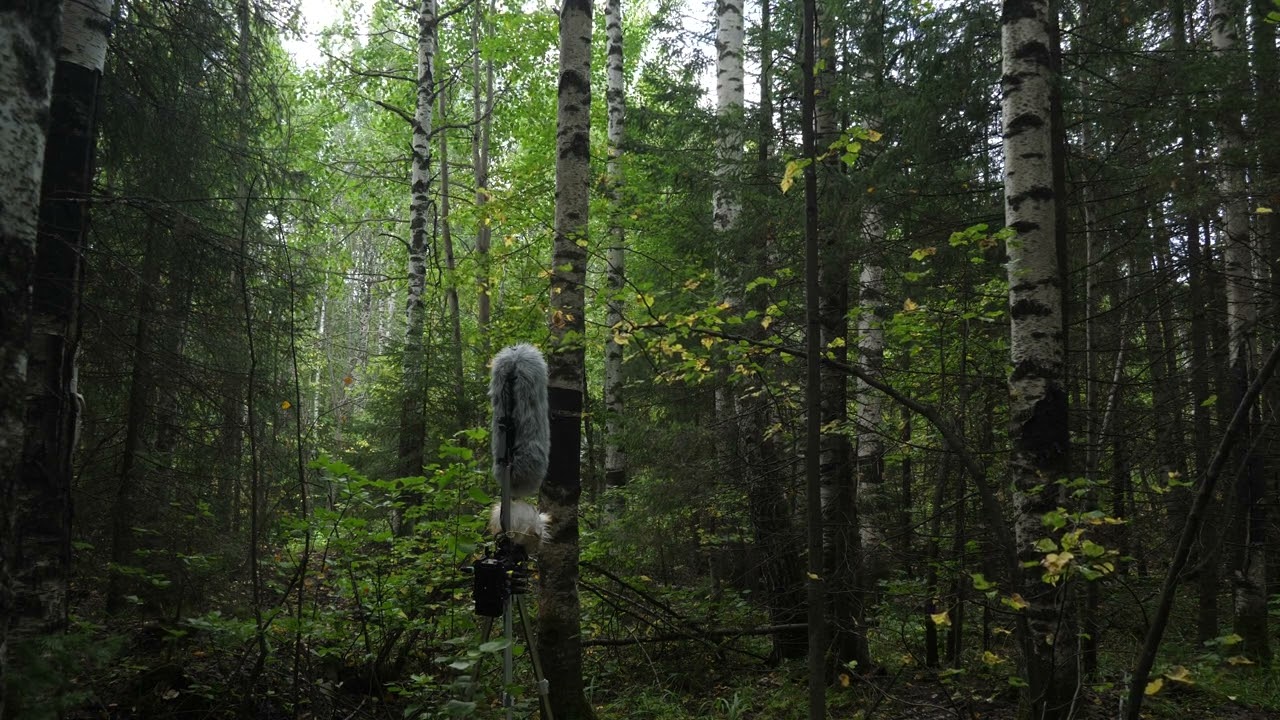 Wind in a forest - Saramonic SR VRMIC Ambisonic microphone test