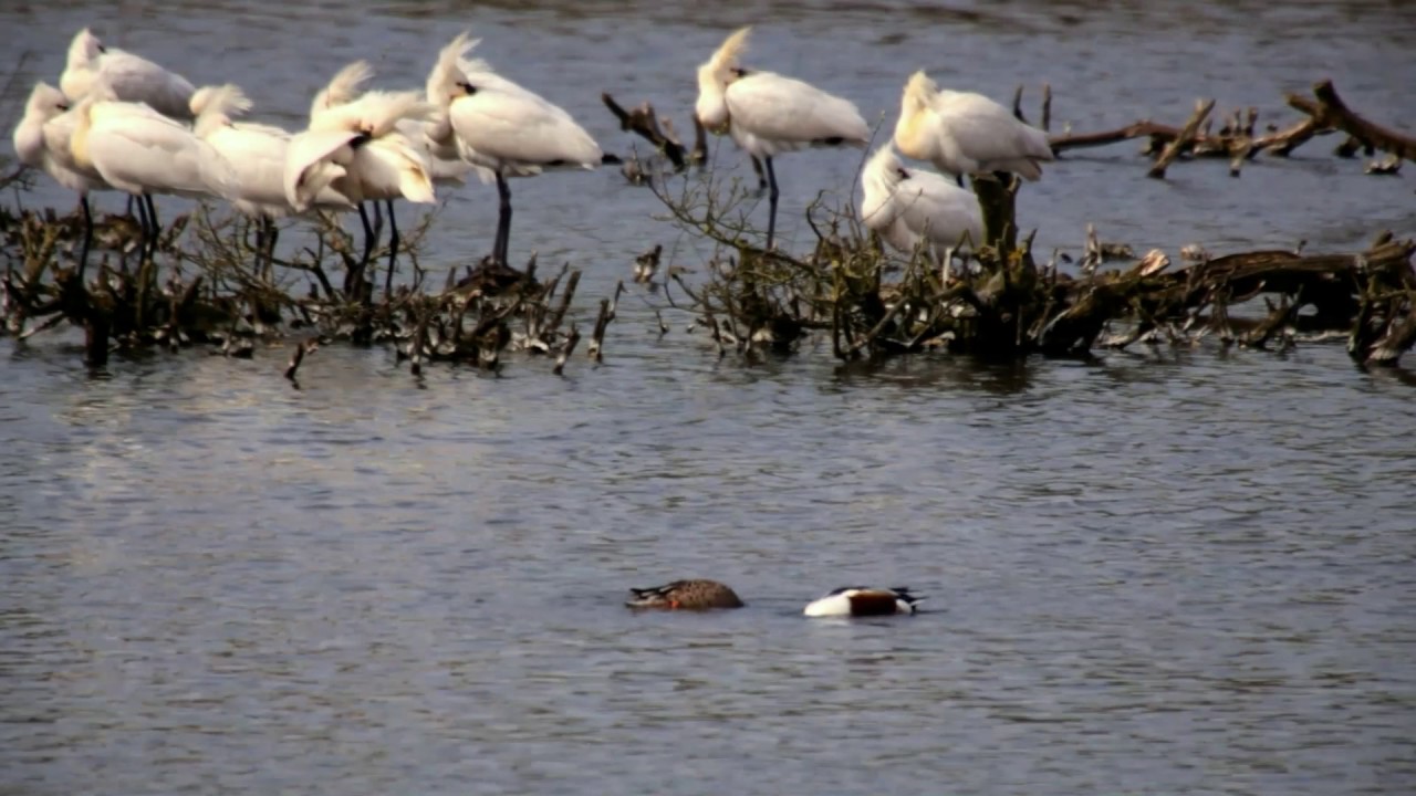 Vroege Vogels - Slobeenden baltsen, lepelaars kijken toe