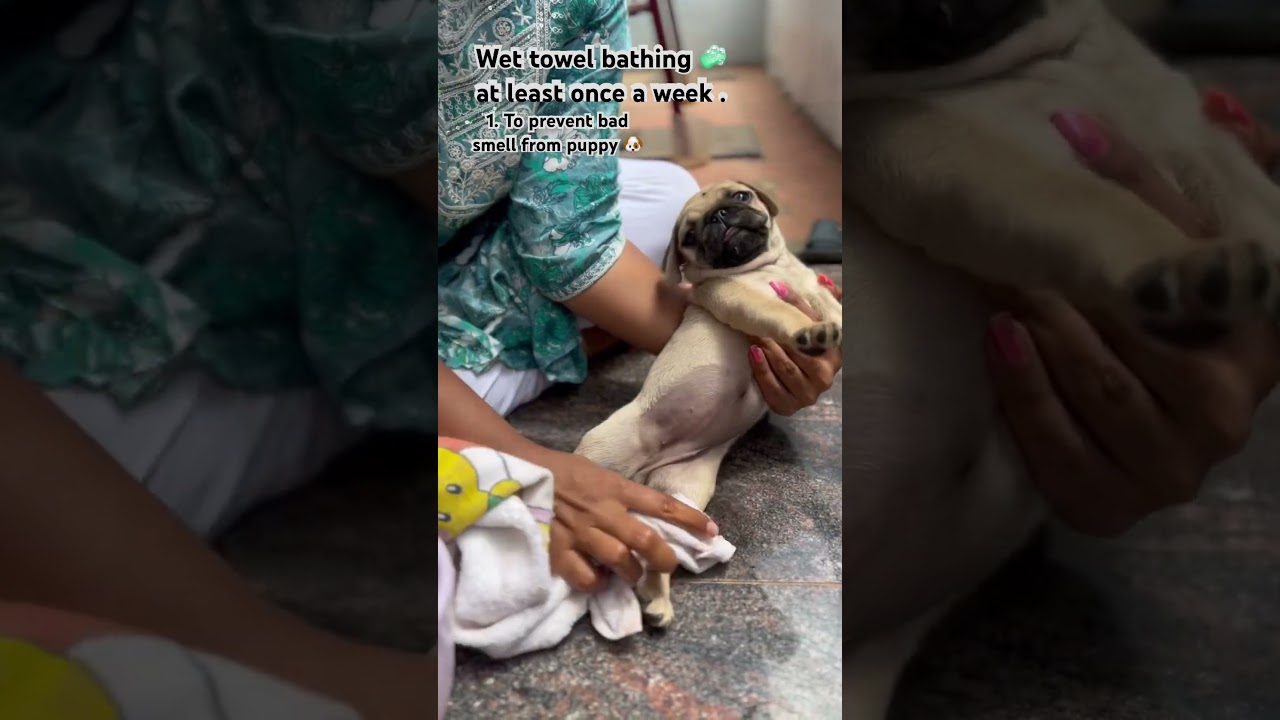 Wet towel bathing 🧼 of a puppy 🐶 #pug #puglovers #pugbath #dogbath #puppy #puppybath #firstbattle