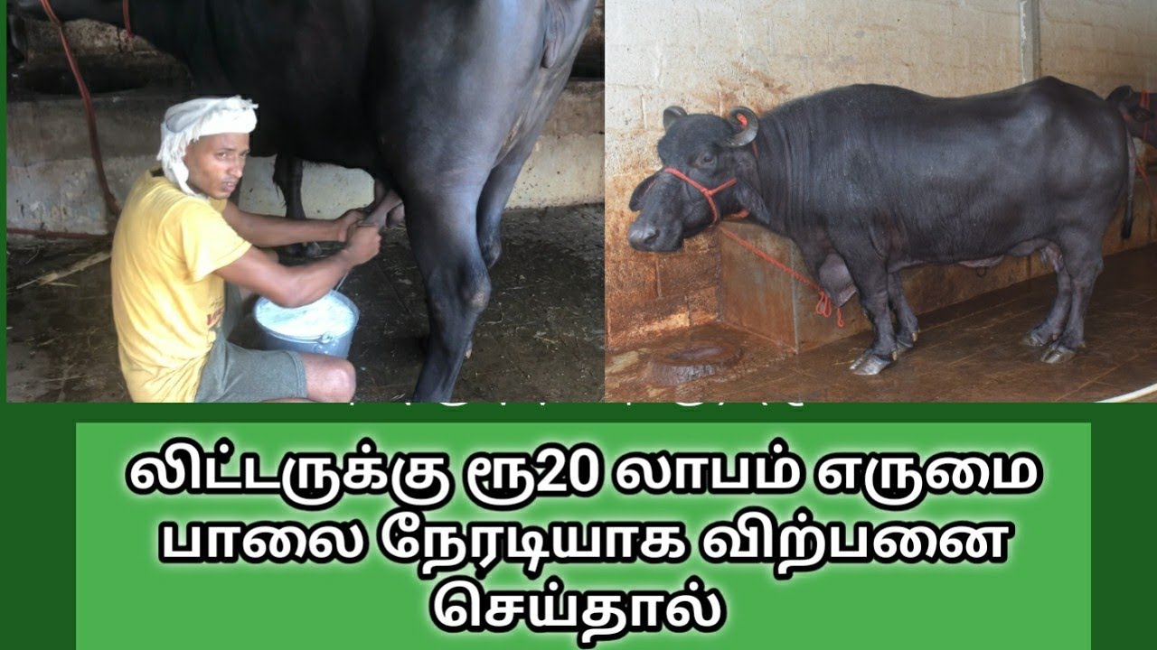 தினமும் 400 லிட்டர் எருமை பால் நேரடி விற்பனை | Murra Buffalo farm in erode