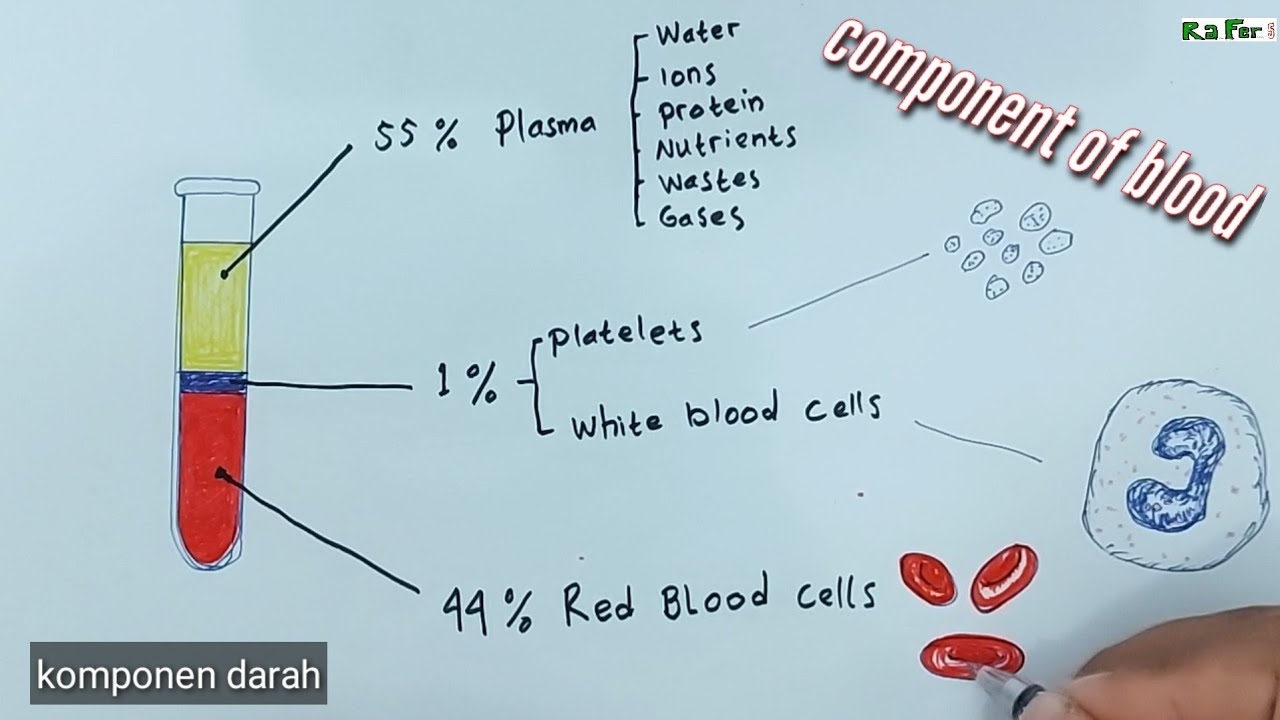 component of blood draw anatomy darah terdiri dari 55% plasma