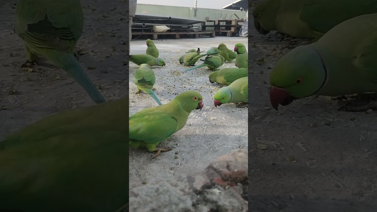Khubsurat pakshiyon#parrot 🦜🦜🦜🦜❤️❤️