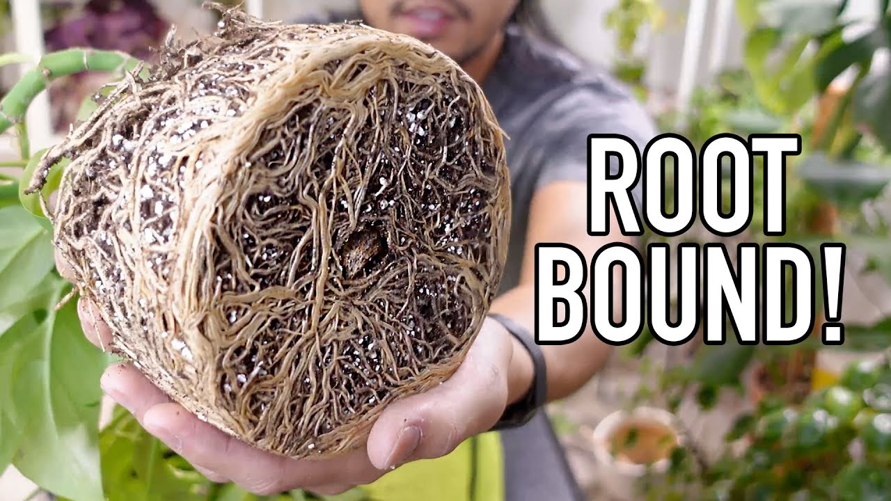 Repot With Me | Repotting a Rootbound Rhaphidophora Tetrasperma (Mini Monstera) | UPDATE