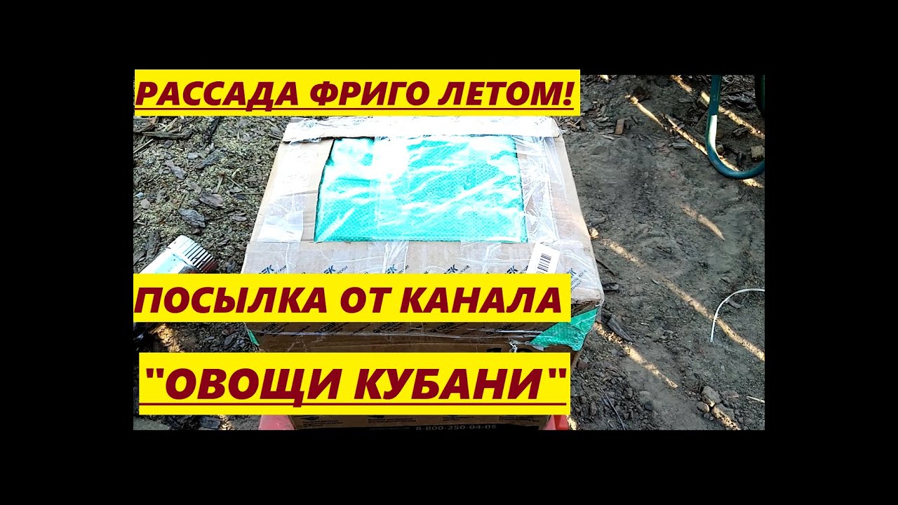 ОВОЩИ КУБАНИ//Рассада фриго//Посылка летом🍓