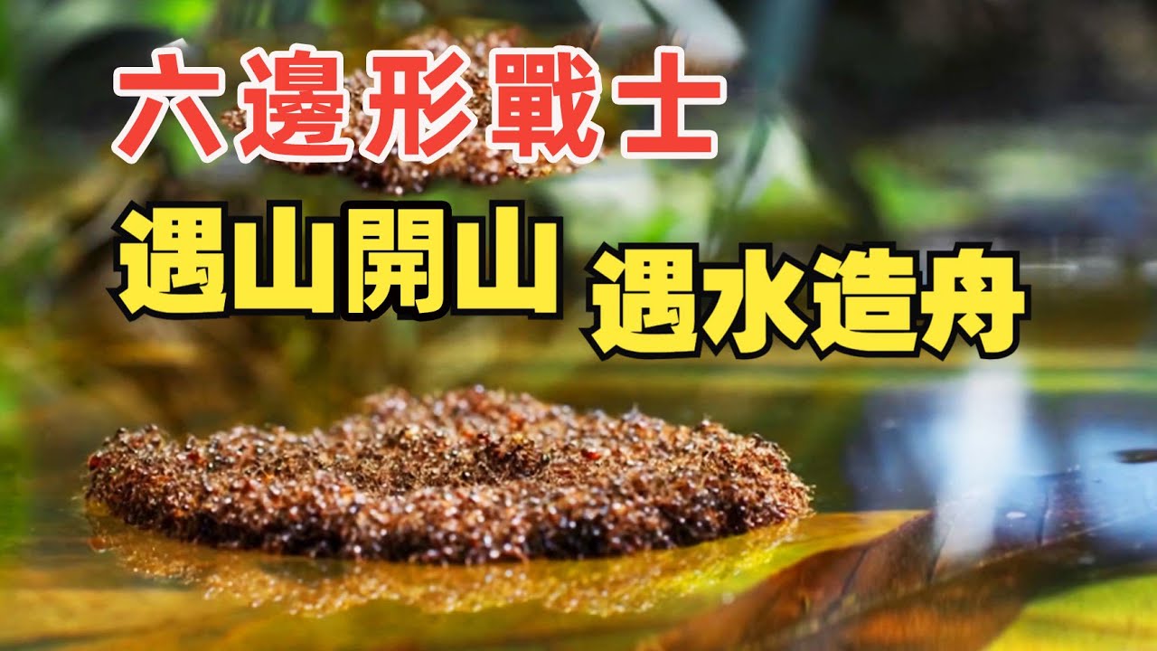 【生物】蟻山蟻海、蟻橋蟻船。螞蟻的生物智能，高適應性的強力物種！丨萬物深藍