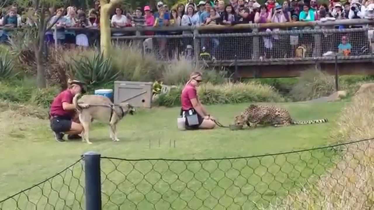 Cheetah Run at San Diego Safari Park