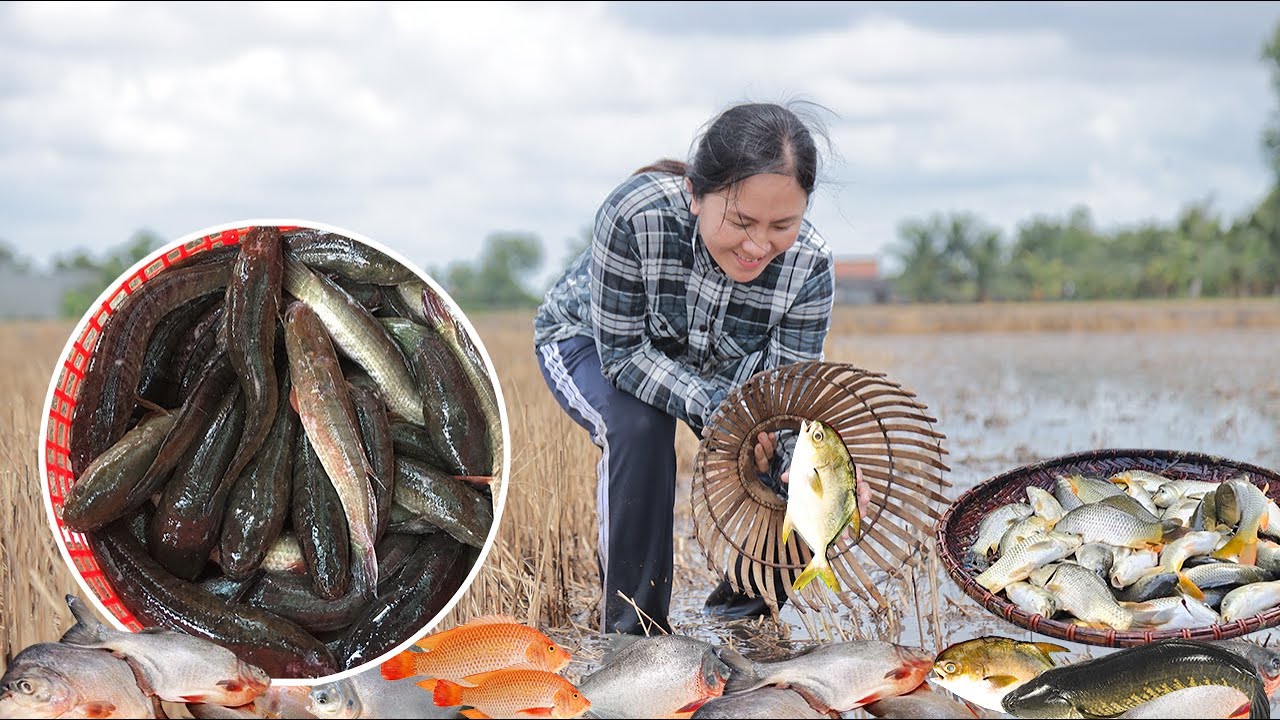 How to Harvest Fish & Goes sell at the Market | Daily Life