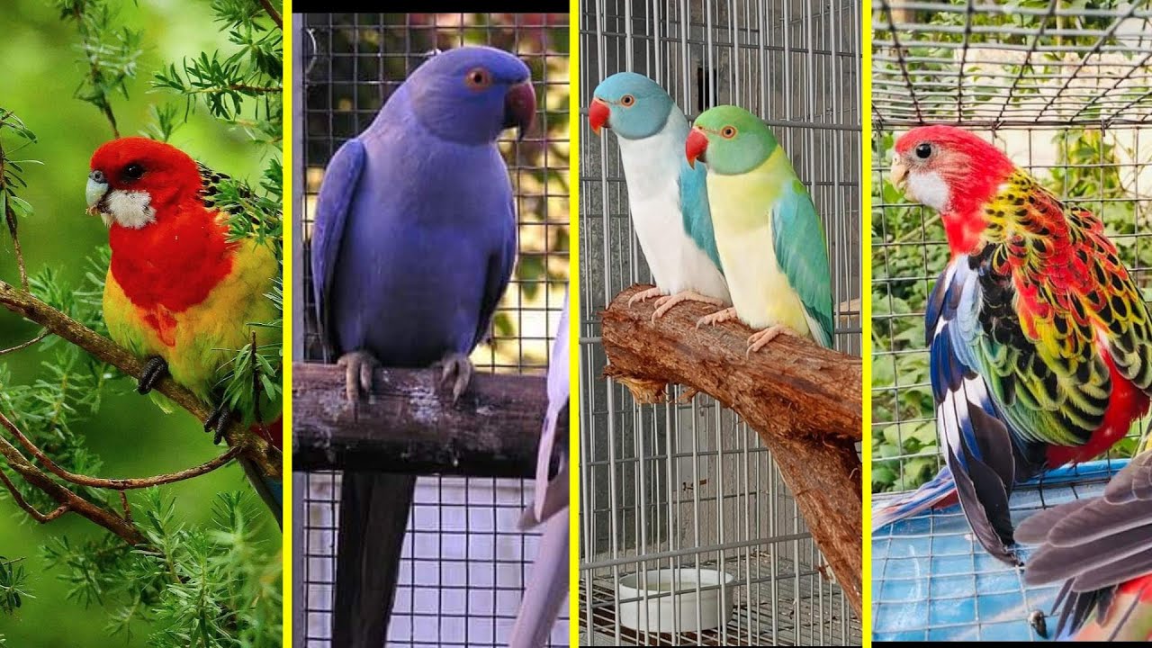 FEIRA DE PÁSSAROS EXÓTICOS DE CARUARU PE 03 05 2024