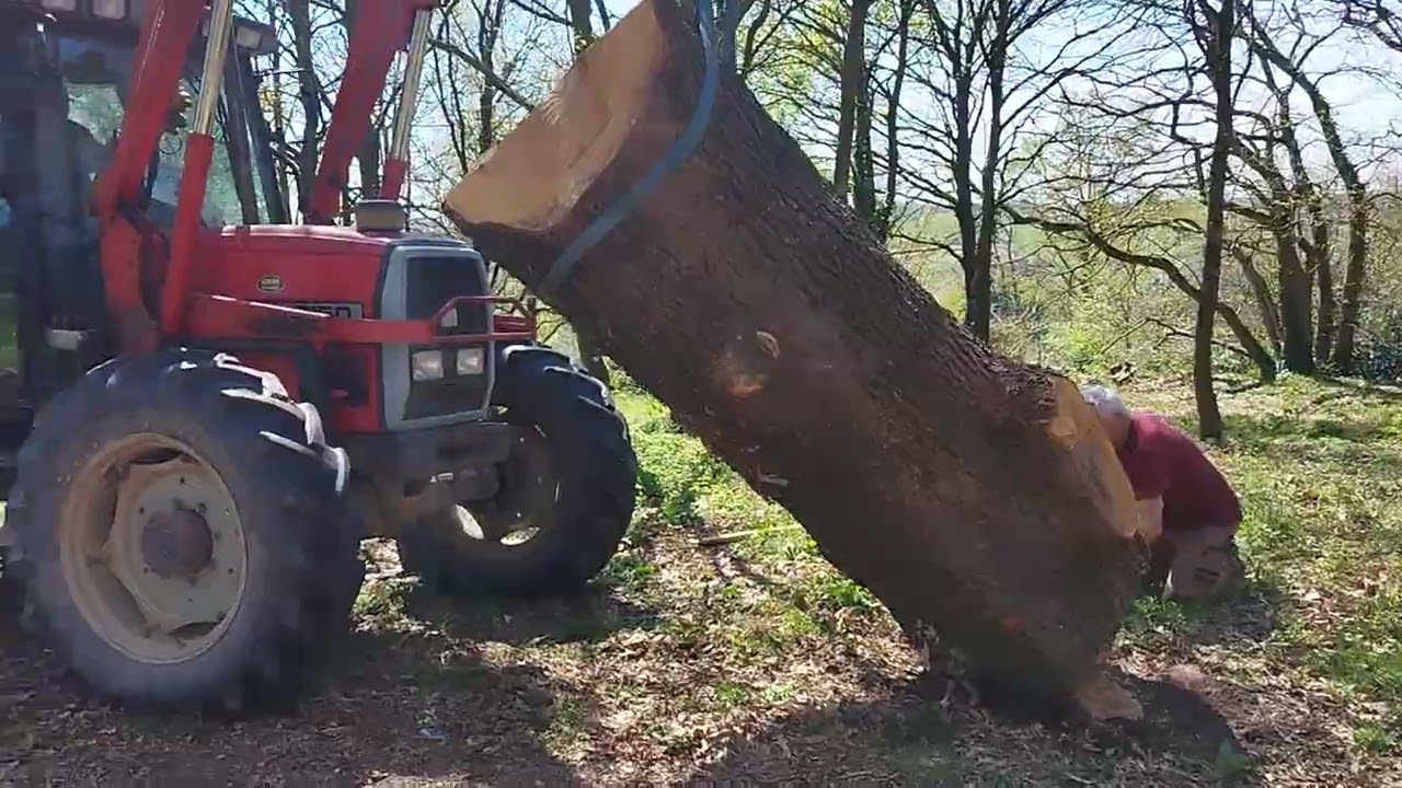 Mise en place d'un tronc de cèdre