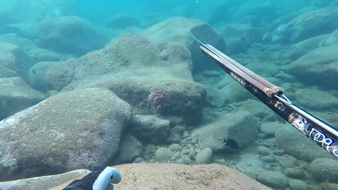 ILHA DA MADEIRA- CAÇA SUBMARINA/SPEARFISHING 2019