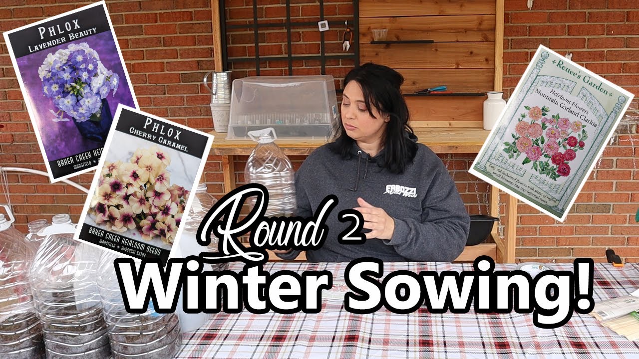 WINTER SOWING ROUND 2!! Phlox & Mountain Garland Clarkia