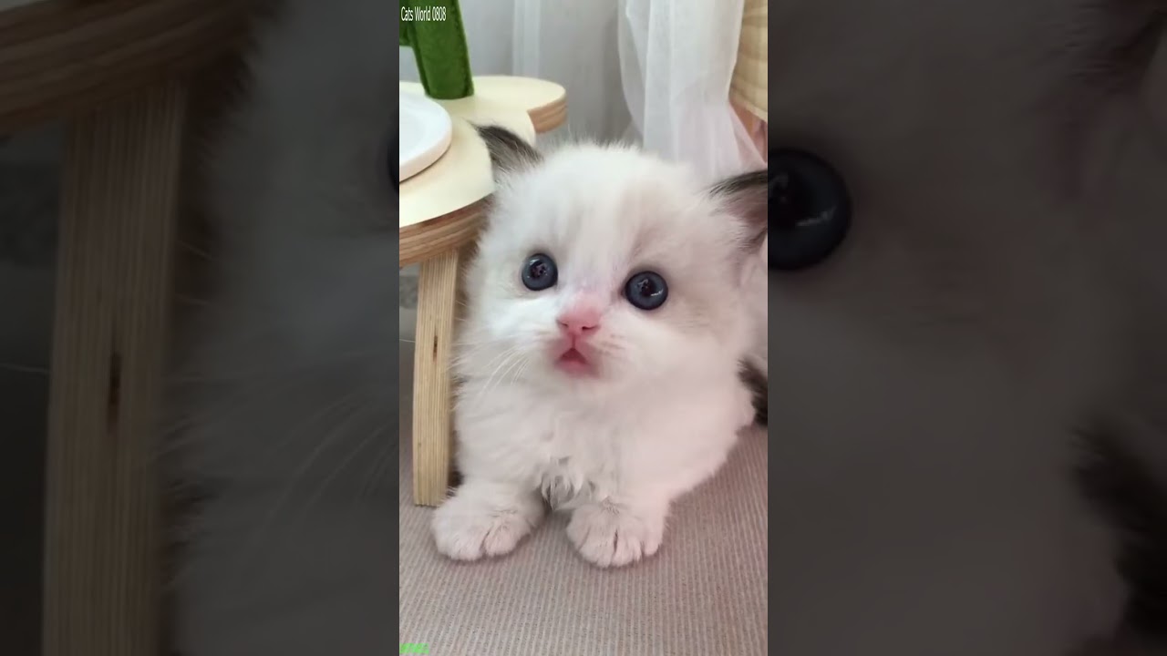 Funny Cats 2024 😾 #trending ❤️ # Episode 5402