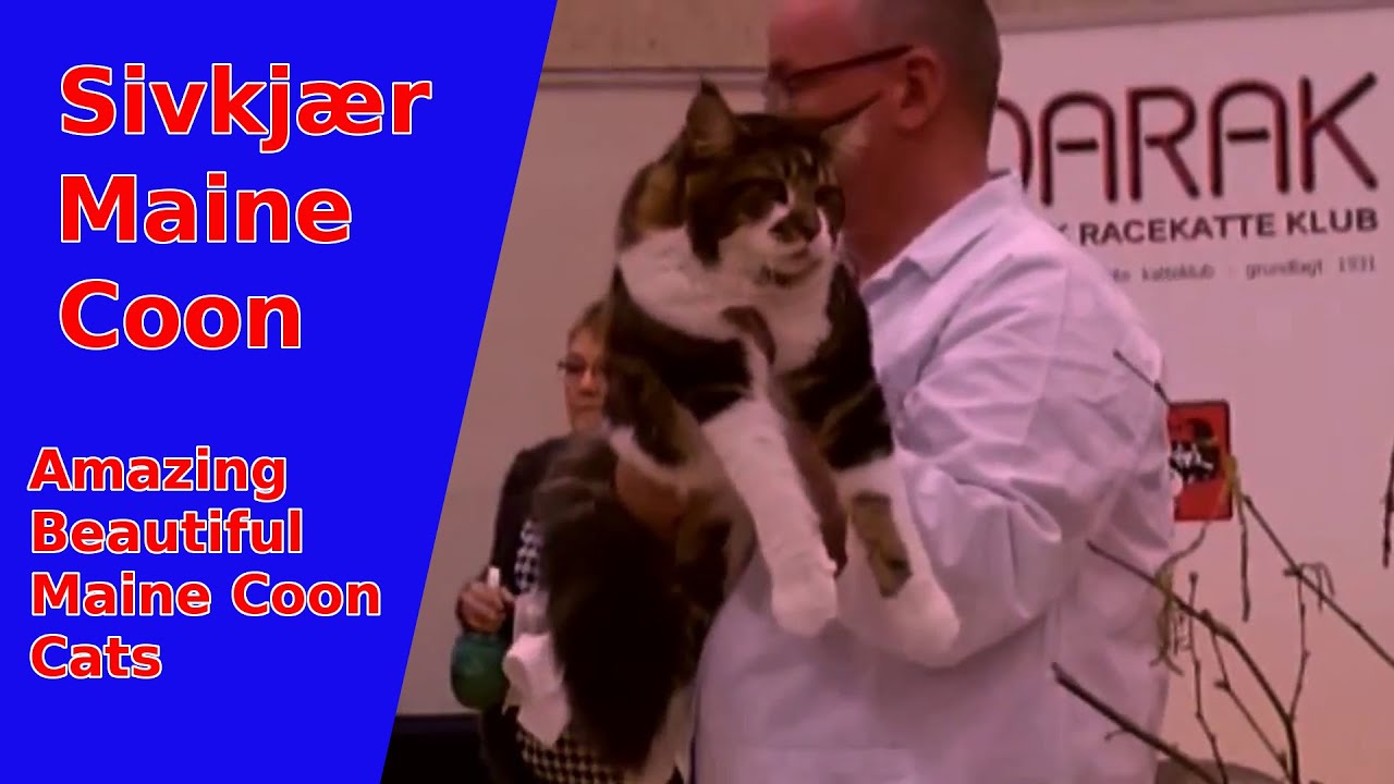 Beautiful Maine Coon's on show