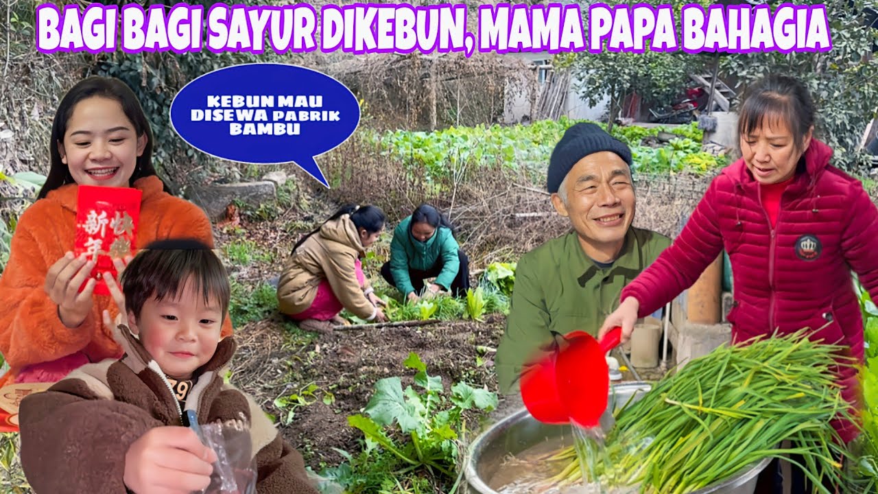 PANEN DAN BERBAGI SAYURAN YANG ADA DIKEBUN CINONG, MAMA PAPA BAHAGIA SELALU ADA ORANG BAIK YG PEDULI