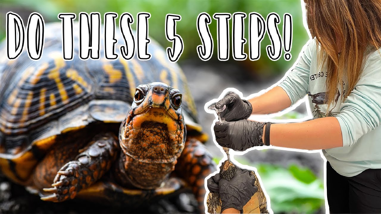 How to Become a Wildlife Rehabilitator in New York State // 5 Steps to Success!