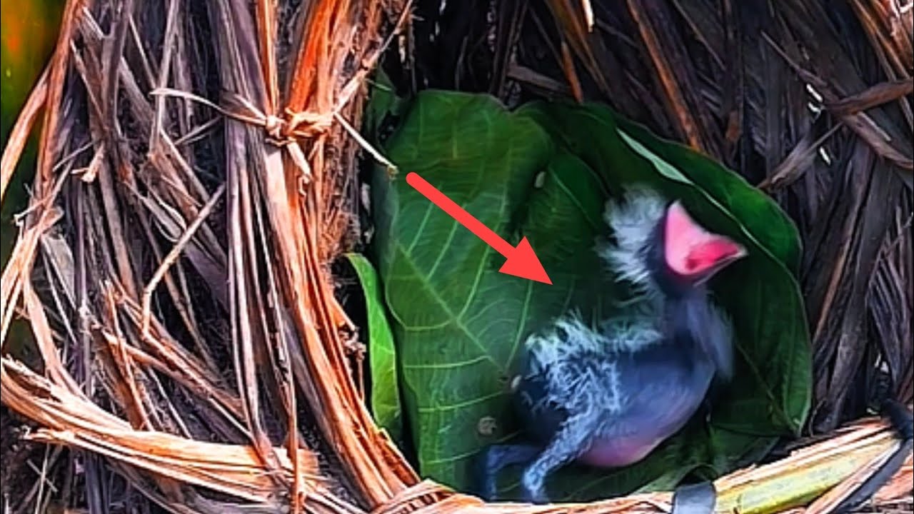 LIHAT APA YANG TERJADI PADA BAYI BURUNG INI
