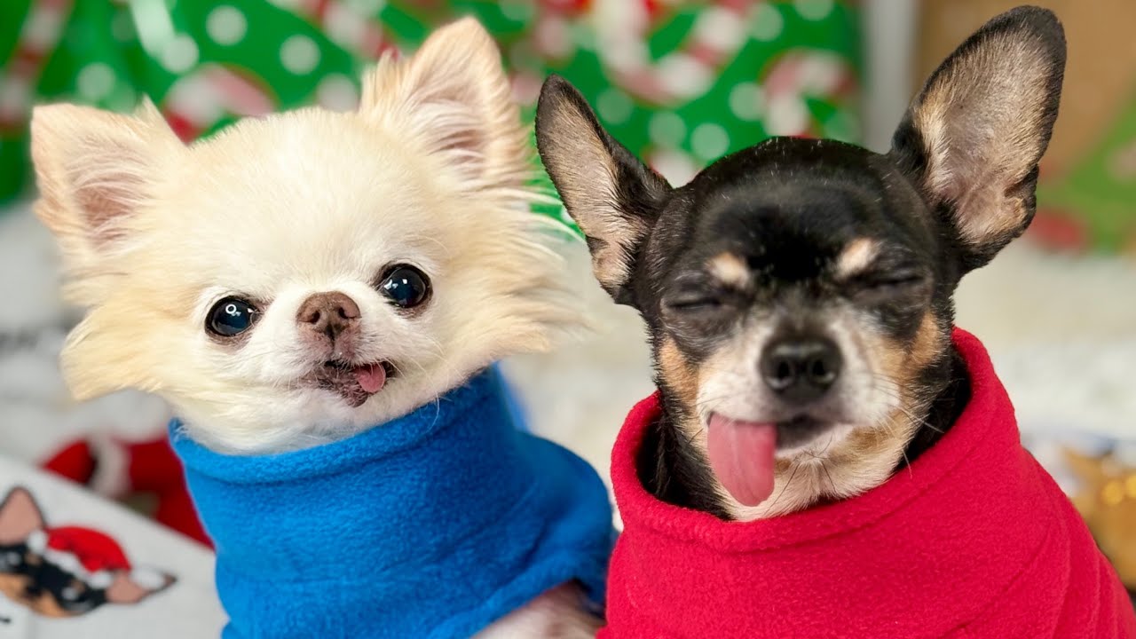 Tiny Chihuahuas Open Christmas Presents
