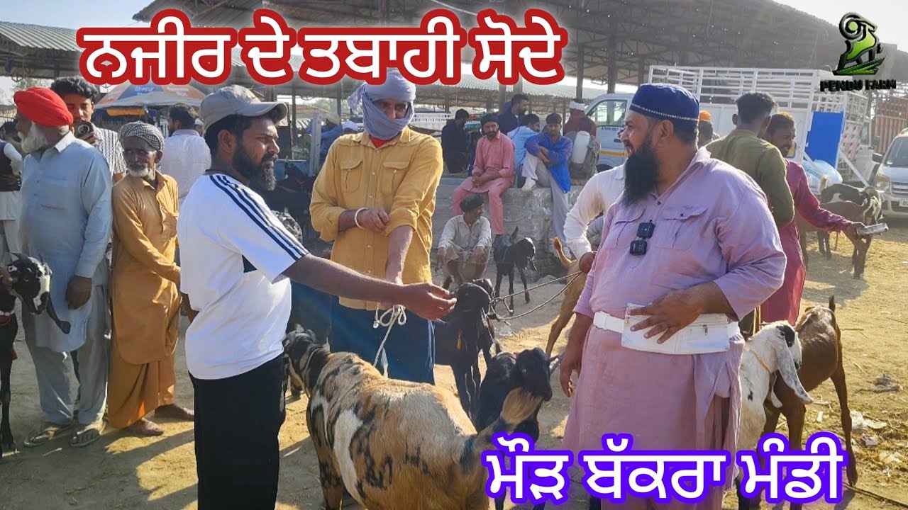ਨਜੀਰ ਦੇ ਤਬਾਹੀ ਸੋਦੇ Maur Bakra Mandi #live_sauda #goatfarming #rajudirba #bakramandi #bakra #Raju 