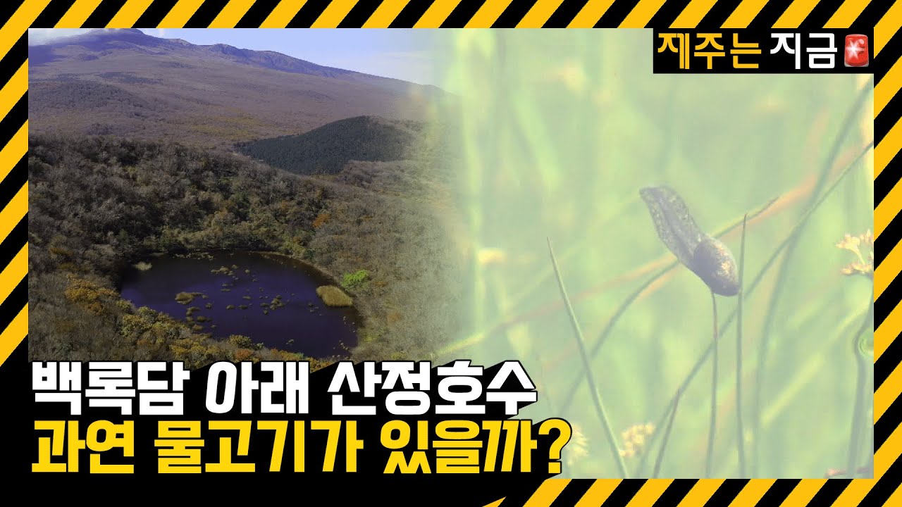 한라산 산정호수엔 물고기가 있을까?&hellip;물장오리에 &lsquo;미꾸리&rsquo; 서식 / KBS  2023.10.09.