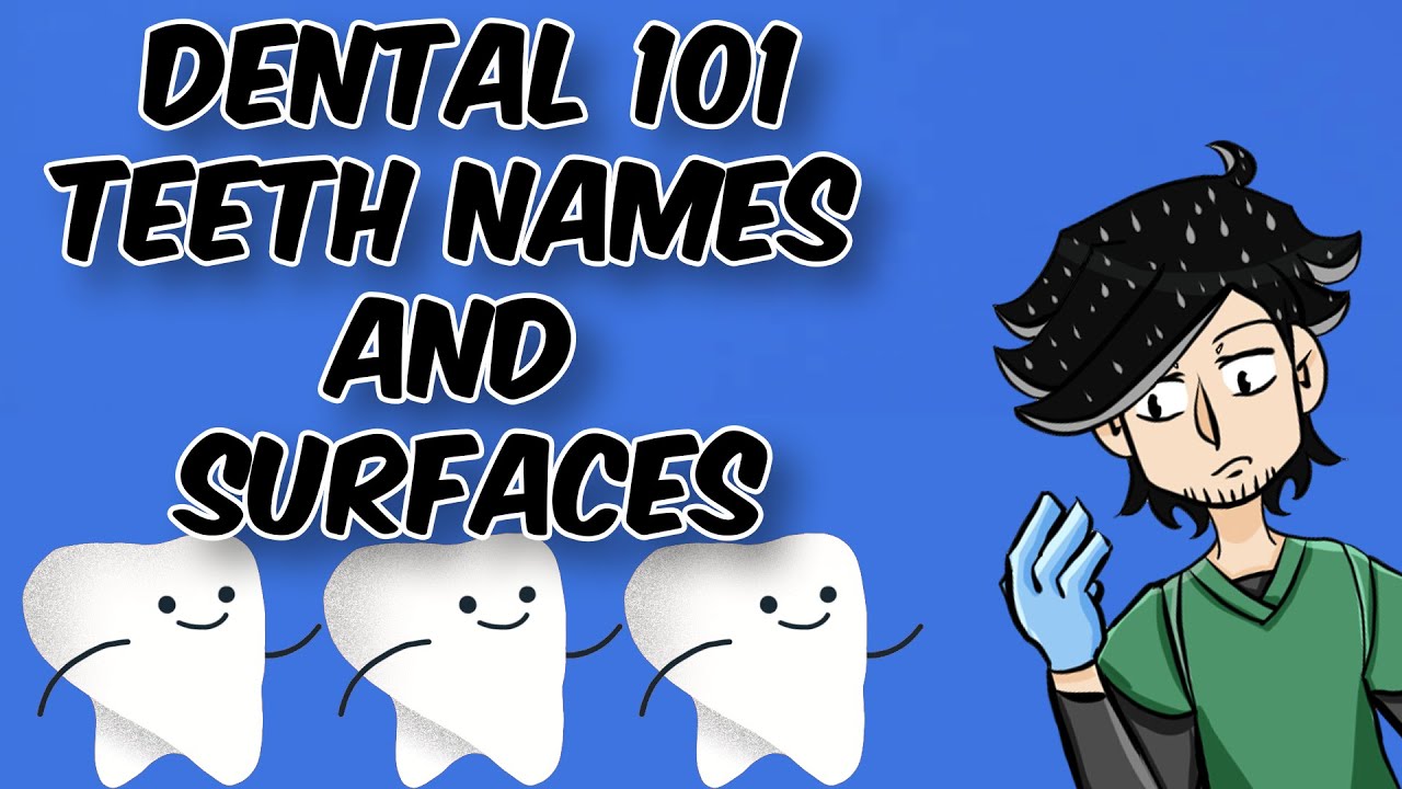 Learning Dental Terms 101 - Tooth Names and Surfaces