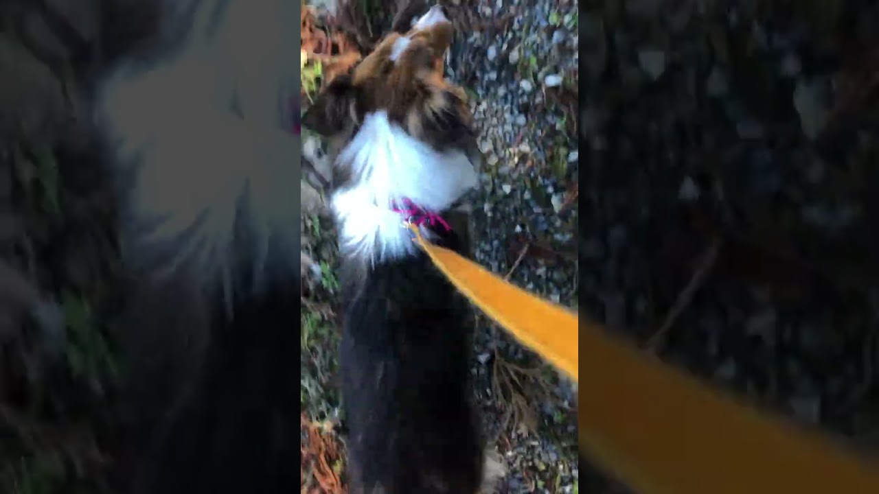 ももと散歩巡りのこ-ス　ちょっとずつ歩いていたよ