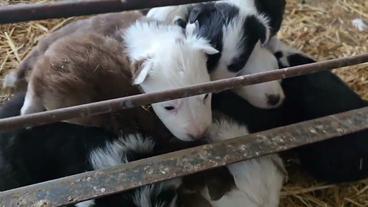 La guardia civil se lo llevaron ....hoy tenemos un buen día 