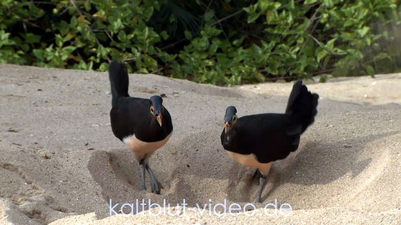 Burung Maleo, Maleo bird, Hammerhuhn (Macrocephalon maleo), Sulawesi