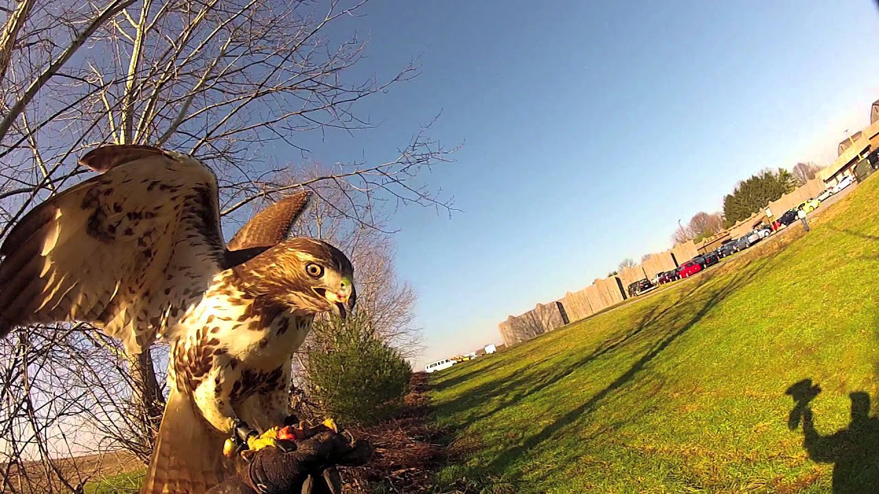 Falconry Red Tail Hawk