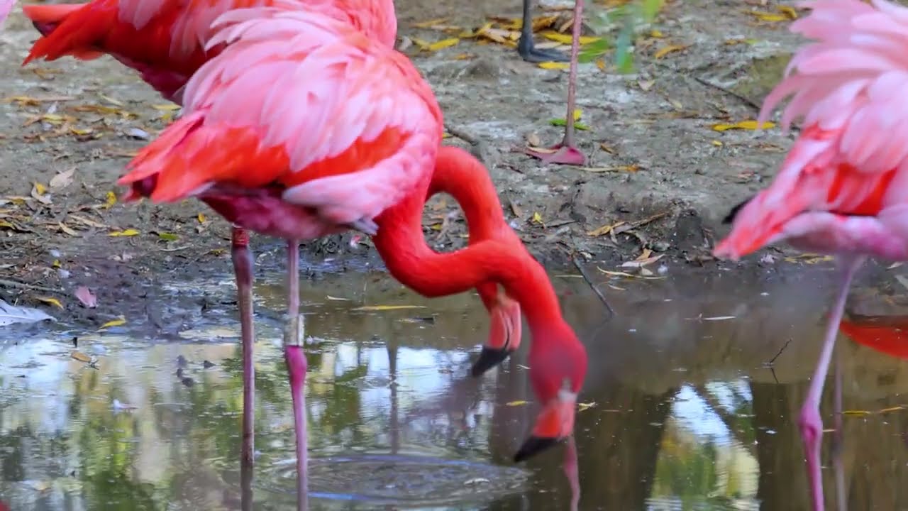flamingo's standing