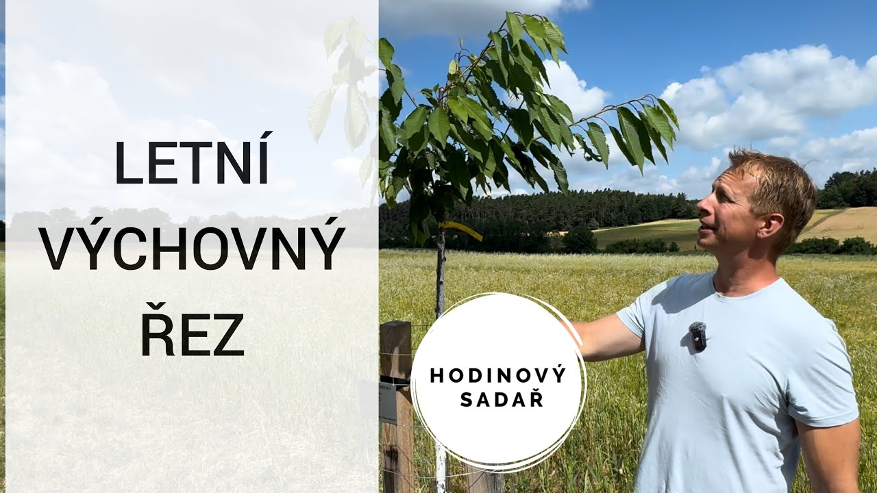 🌳Jak v létě stříhat mladé jabloně, hrušně, švestky, třešně a višně🌳