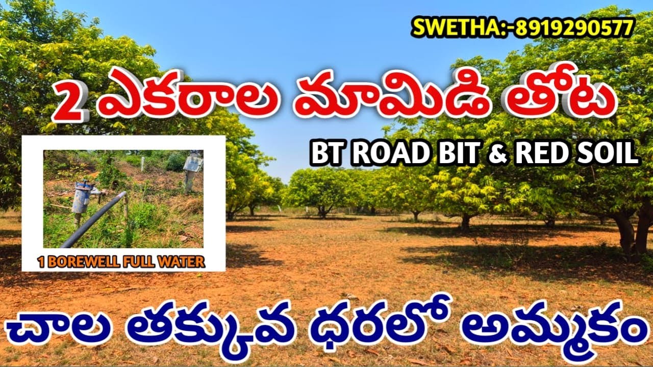 Mango Garden  For Sale || Double BT Road BITS || Excellent  BIT ||  #agriculturelands
