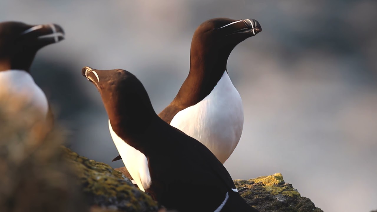 Álka - Razorbill 1 4K