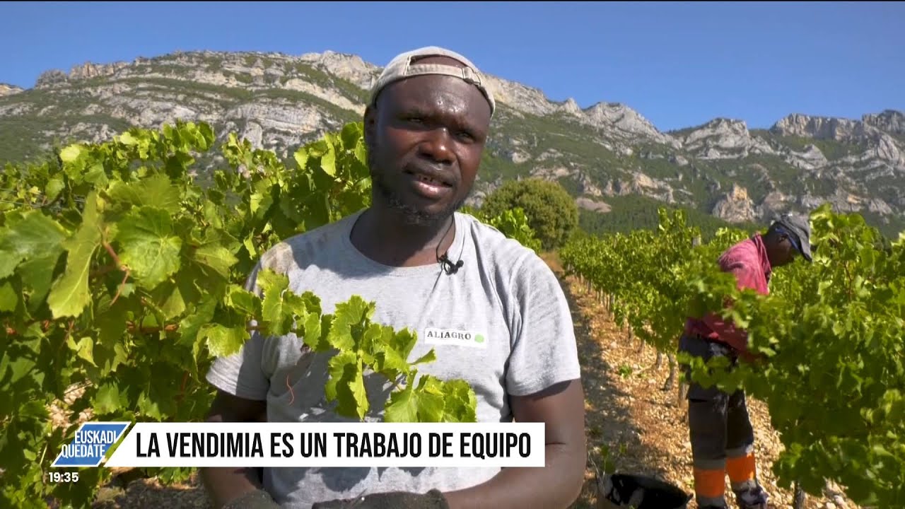 Los temporeros llegan a la vendimia vasca