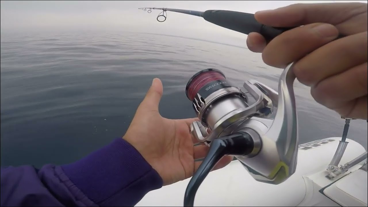 Ricciole a Vertical Jigging-Amberjack