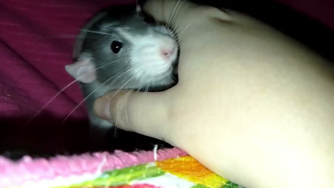pet rats being cute and affectionate for over a minute