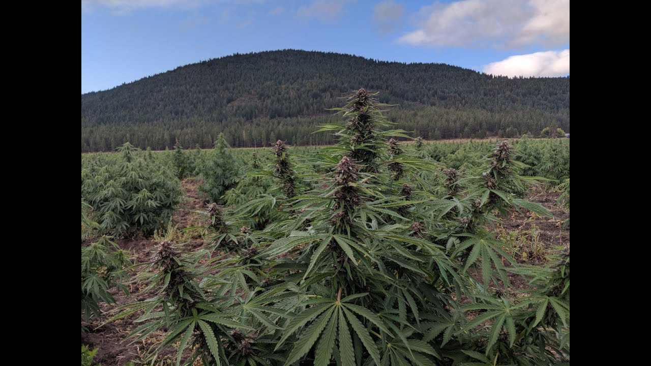 How to grow CBD Hemp! Patriot Hemp Services 2020 Services Overview