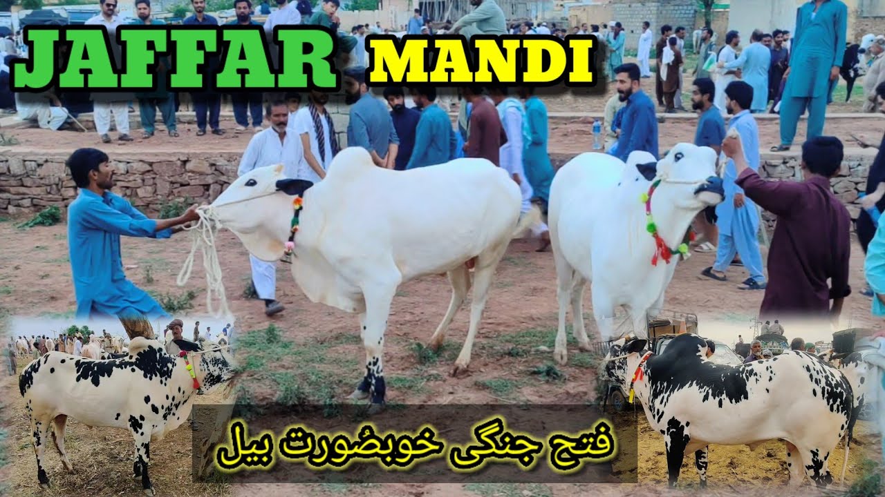 Cow Mandi Jaffar 2025 | Fateh Jangi Bull 2025 | @Kahifvlogs5547