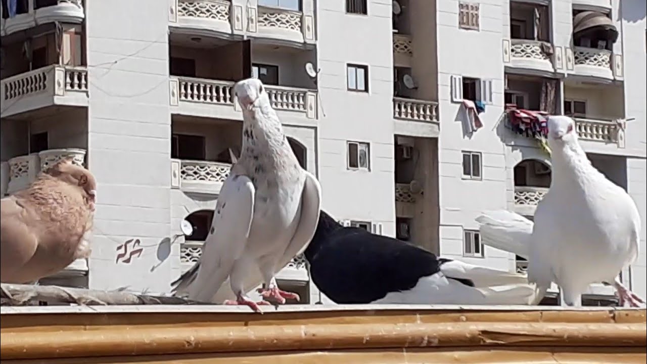 فتحنا حمام دشار وتهويه حمام الاوله الشيخ محمود كناري @محمد_عوض