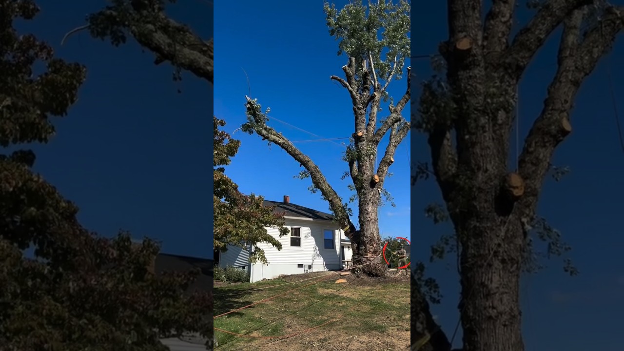 Man Saves His House from Falling Tree #shortsvideo