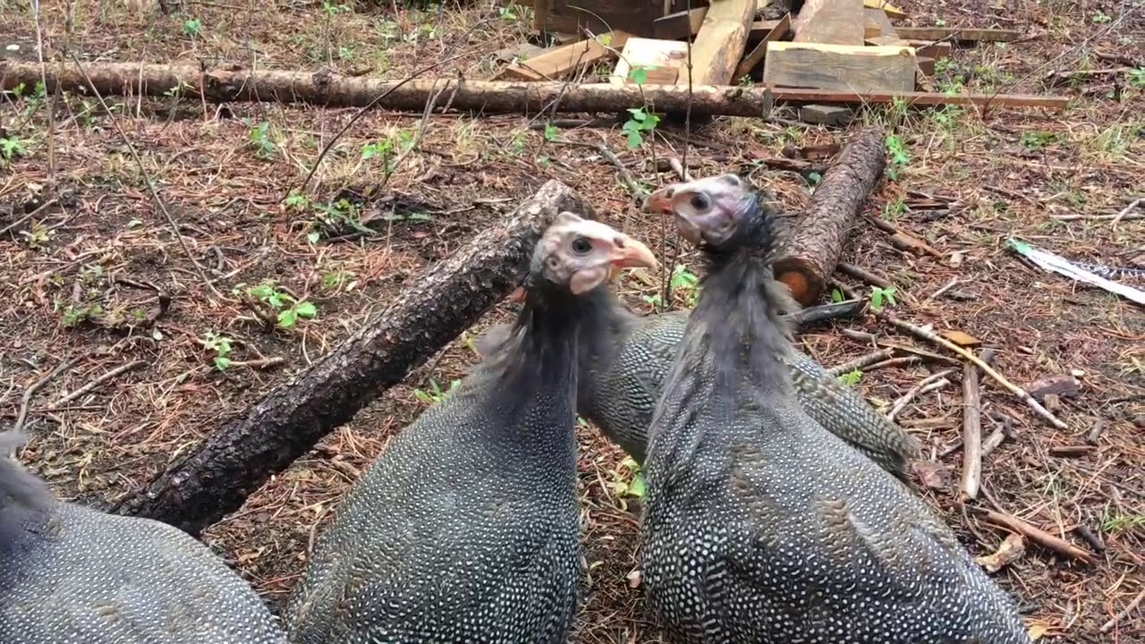 What&rsquo;s a Guinea hen? Should your farm or homestead have Guineafowl?