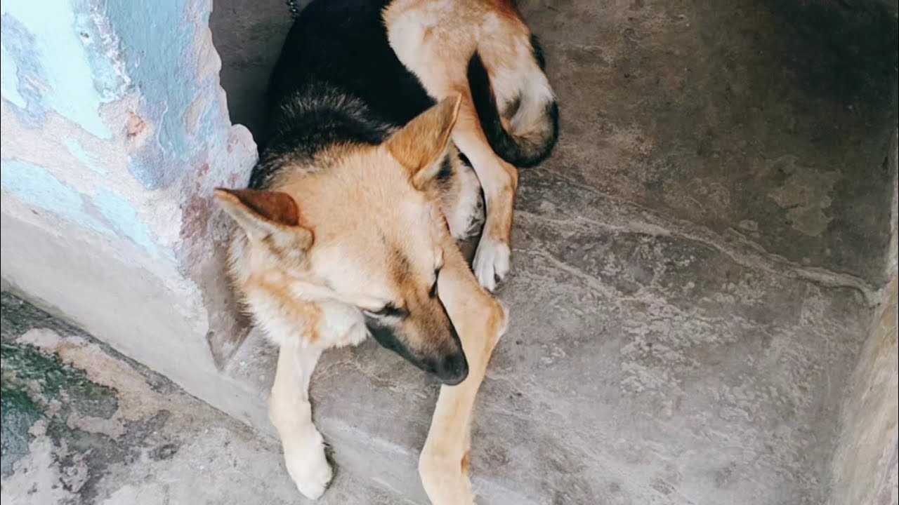 My Dog is injured What do I do😥😥|ASR VLOGS #2  January 9, 2021