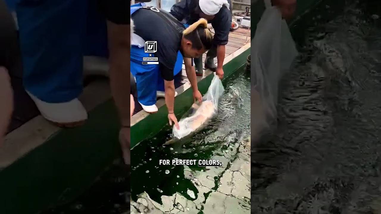 Они ОГРОМНЫЕ!🐟🤯⁠⁠ @fitzfishponds