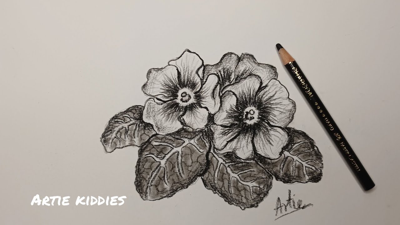 Primrose spring flower simple charcoal pencil drawing, step by step
