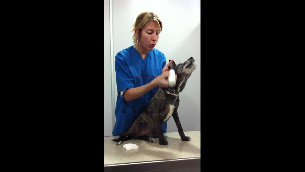 Comment nettoyer les oreilles de mon chien?