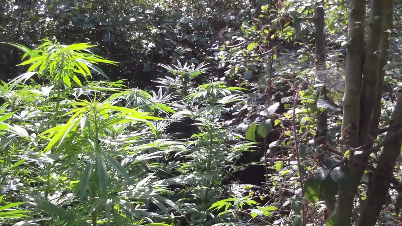 Sunny september day cannabis 4