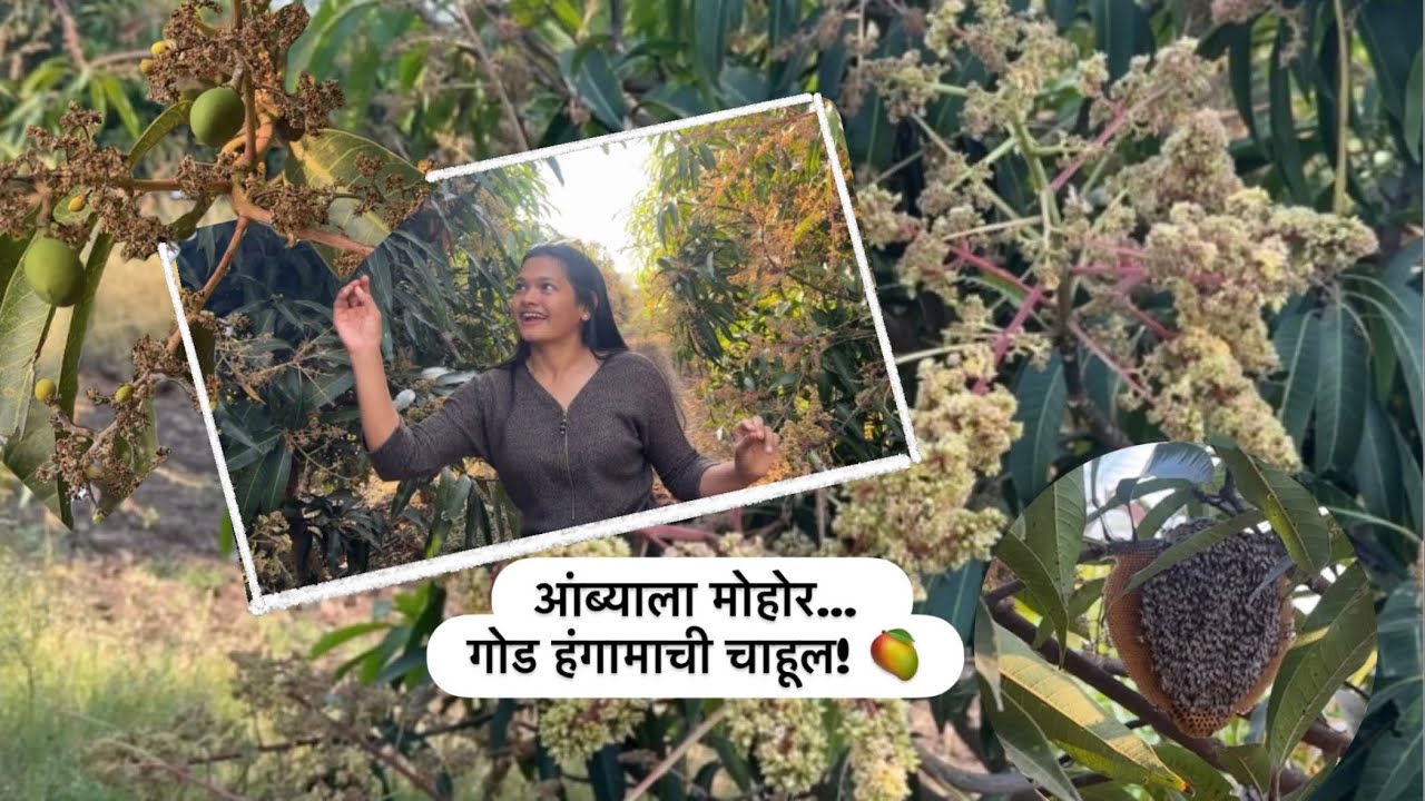 आंब्याच्या बागेमध्ये बघा मोहोर 